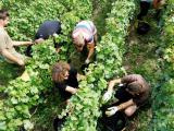 La baisse continue du nombre d’actifs agricoles se poursuit