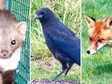 Déclarez tous les dégâts des animaux sauvages et nuisibles