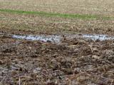 Certification maïs : dérogation accordée pour les couverts hivernaux