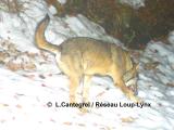 La présence du loup est officiellement confirmée en Béarn