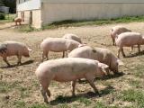Les premières répercussions sont déjà  perceptibles dans les filières animales