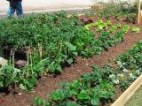 Les semences et plants sont autorisés à la vente
