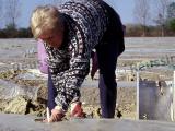 Les ventes d’asperges blanches ont retrouvé des couleurs