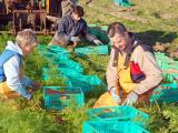 Le pourvoi en main-d’œuvre saisonnière agricole s’organise
