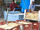 Les producteurs landais d’asperges ne sont pas à la fête