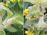 Bore : une impasse qui peut coûter cher sur le tournesol