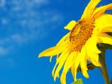 L’apport d’azote, un enjeu majeur pour le tournesol