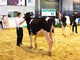 Aquitanima va manquer à la promotion de la génétique bovine du Sud-Ouest