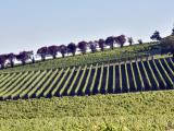 Viticulture : un plan de distillation de crise