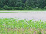 Semis de maïs inondés et grêlés : que faire après les intempéries ?
