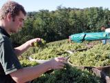 Vendanges précoces sur tous les vignobles landais