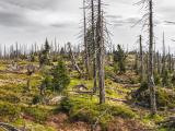 La sécheresse détruit la forêt française à petit feu
