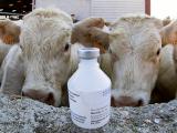 Fièvre catarrhale ovine : un retour inquiétant de la circulation virale
