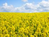 La séquestration du carbone, nouvelle source de rémunération pour les agriculteurs