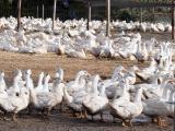 Influenza aviaire : le point sur la situation épidémiologique