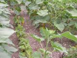 Tournesol : le mildiou n’est pas une fatalité
