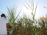 La réforme du système des calamités agricoles à bout de souffle paraît inéluctable