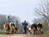 Bovins lait : le bassin de l’Adour refuse de se tarir