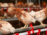 Influenza : feu vert pour le retour des volailles, mais pas pour les canards