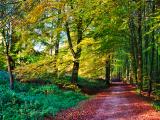 Des pistes pour adapter la forêt au changement climatique