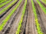 Les semis de maïs grain touchent à leur fin