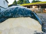 Les atouts du maïs grain humide dans l’alimentation des bovins viande