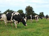 La production mondiale de lait poursuit sa progression
