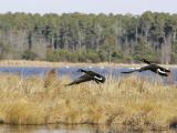 Influenza aviaire : quelles sont les conséquences du passage en risque “modéré” ?