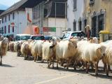 L’Ossau-Iraty célèbre ses 40 ans à la Fête de la transhumance