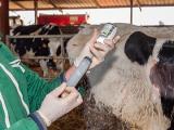 La réduction des antibiotiques en élevage a tendance à s’essouffler