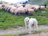 L’AET3V souhaite redynamiser l’activité économique des vallées béarnaises