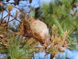 Dans les Landes, forte pression des chenilles processionnaires