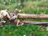 Les vignobles landais à nouveau frappés par le gel
