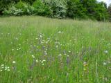 Concours des prairies fleuries : les inscriptions sont ouvertes