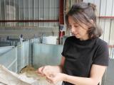 Les nouveaux chemins ouatés de la laine des Pyrénées