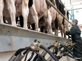 La filière laitière du Sud-Ouest «à la croisée des chemins»
